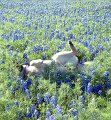 Selly rolling in Blue Bonnets